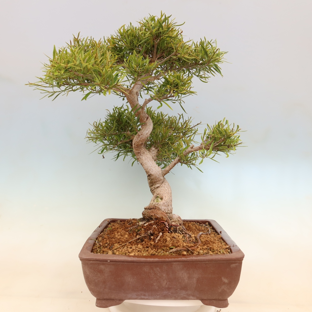 Szobai bonsai - Ficus nerifolia - kislevelű fikusz