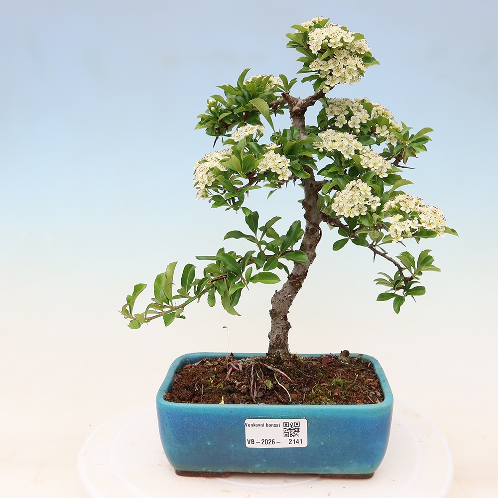 Kültéri bonsai – Pyracantha teton – Skarlátvörös tűzcserje