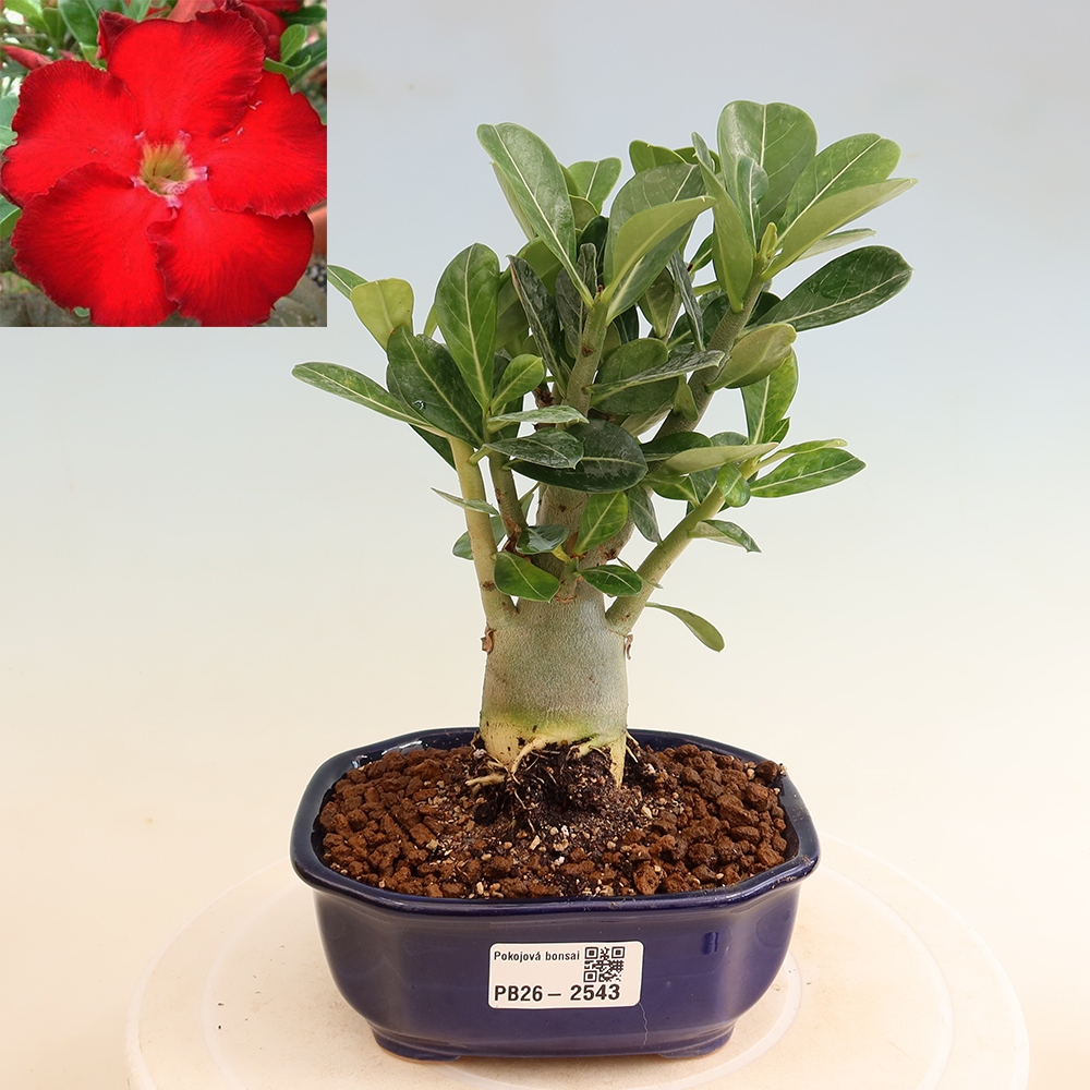 Szobabonsai – Adenium obesum Red Star – Sivatagi rózsa