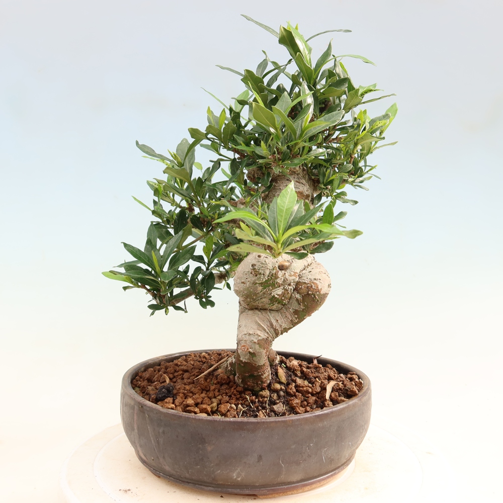 Szobai bonsai - Gardenia jasminoides-Gardenia