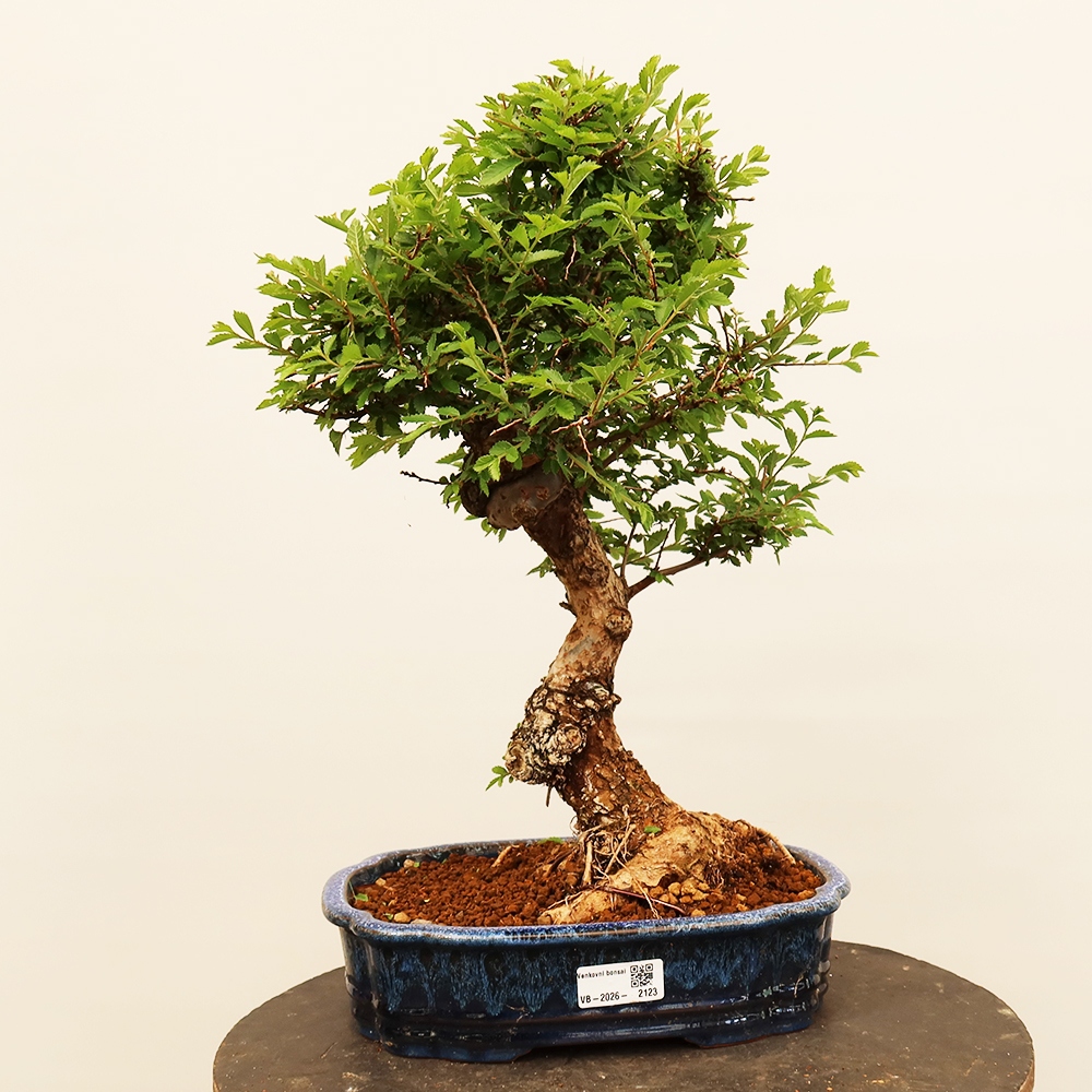 Kültéri bonsai - Zelkova - Zelkova NIRE