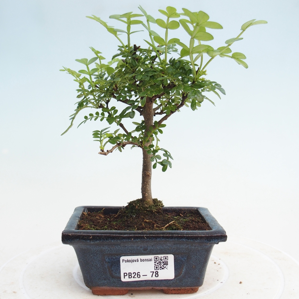 Szobai bonsai - Zantoxylum piperitum - borsfa
