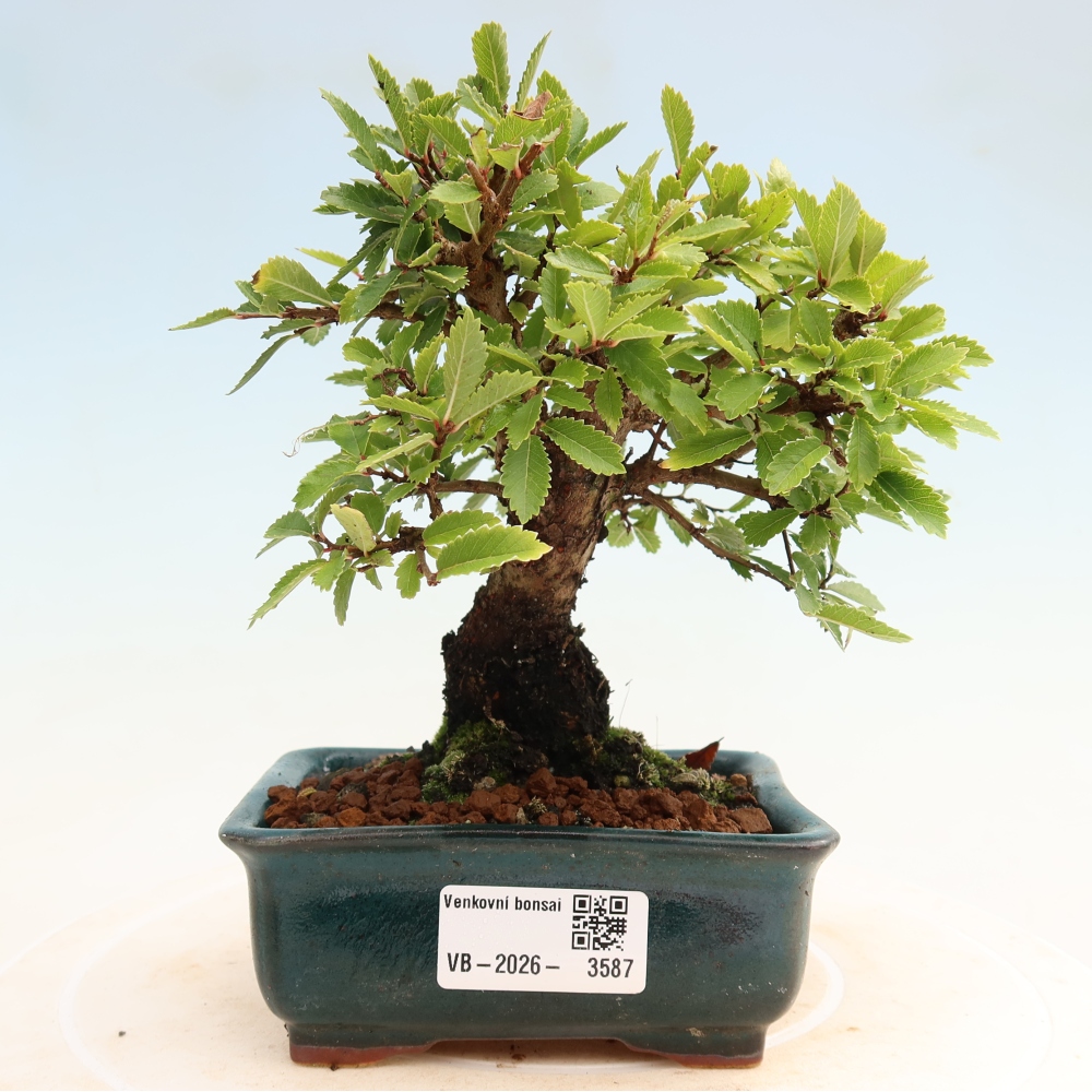 Kültéri bonsai - Zelkova - Zelkova NIRE
