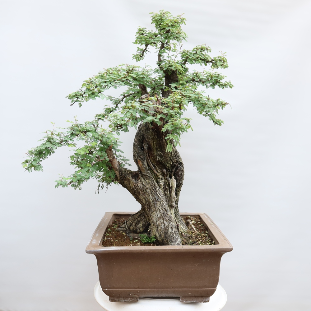 Szobai bonsai - Acacias Arabica