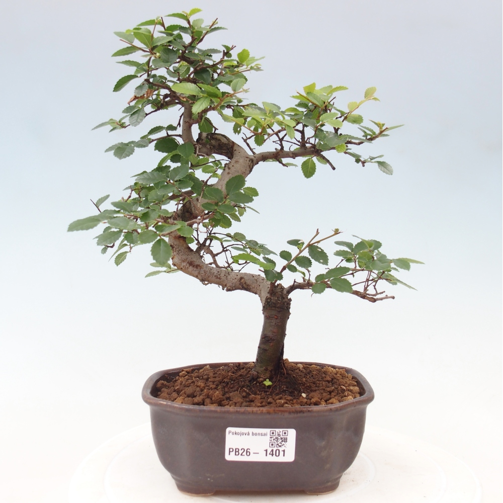 Szobai bonsai - Ulmus parvifolia - Kislevelű szilfa