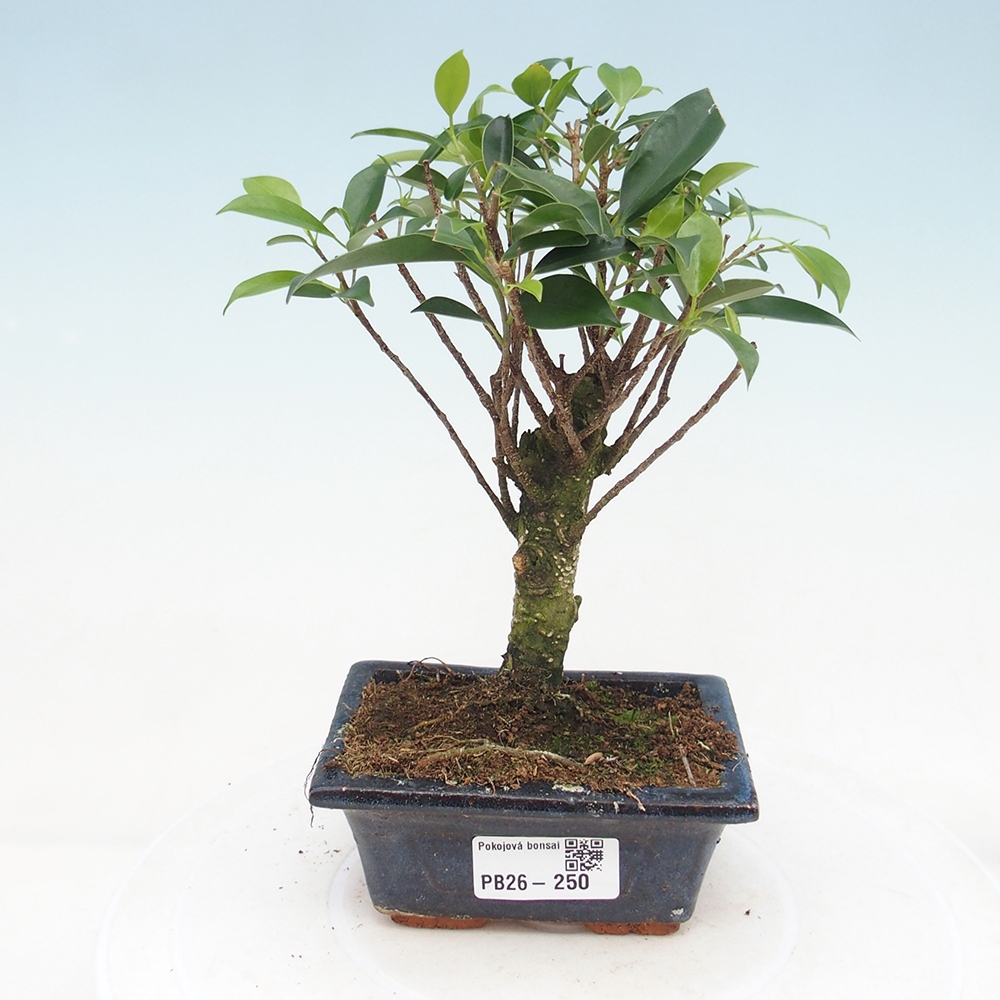 Szoba bonsai Ficus retusa kimmen