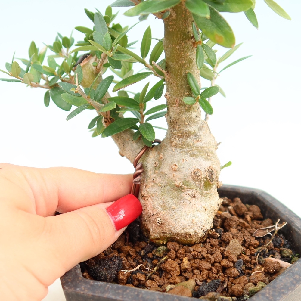 Beltéri bonsai - Olea europaea sylvestris
