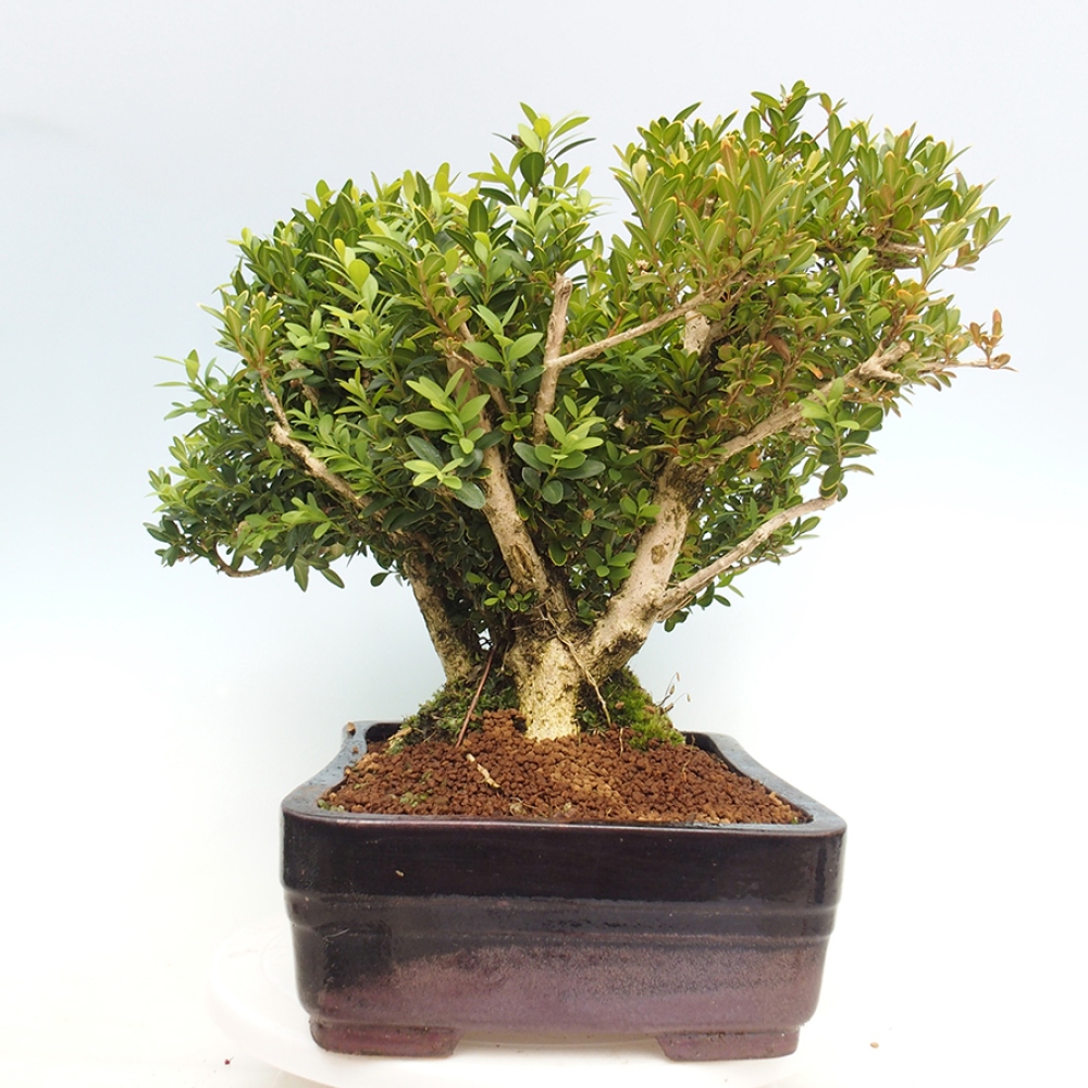 Kültéri bonsai - Buxus sempervirens - puszpáng - boxwood