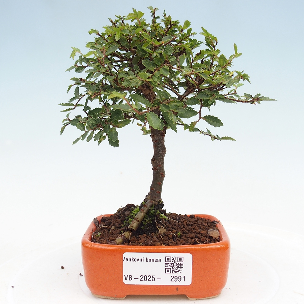 Kültéri bonsai - Ulmus parvifolia Sagei - Kislevelű szilfa
