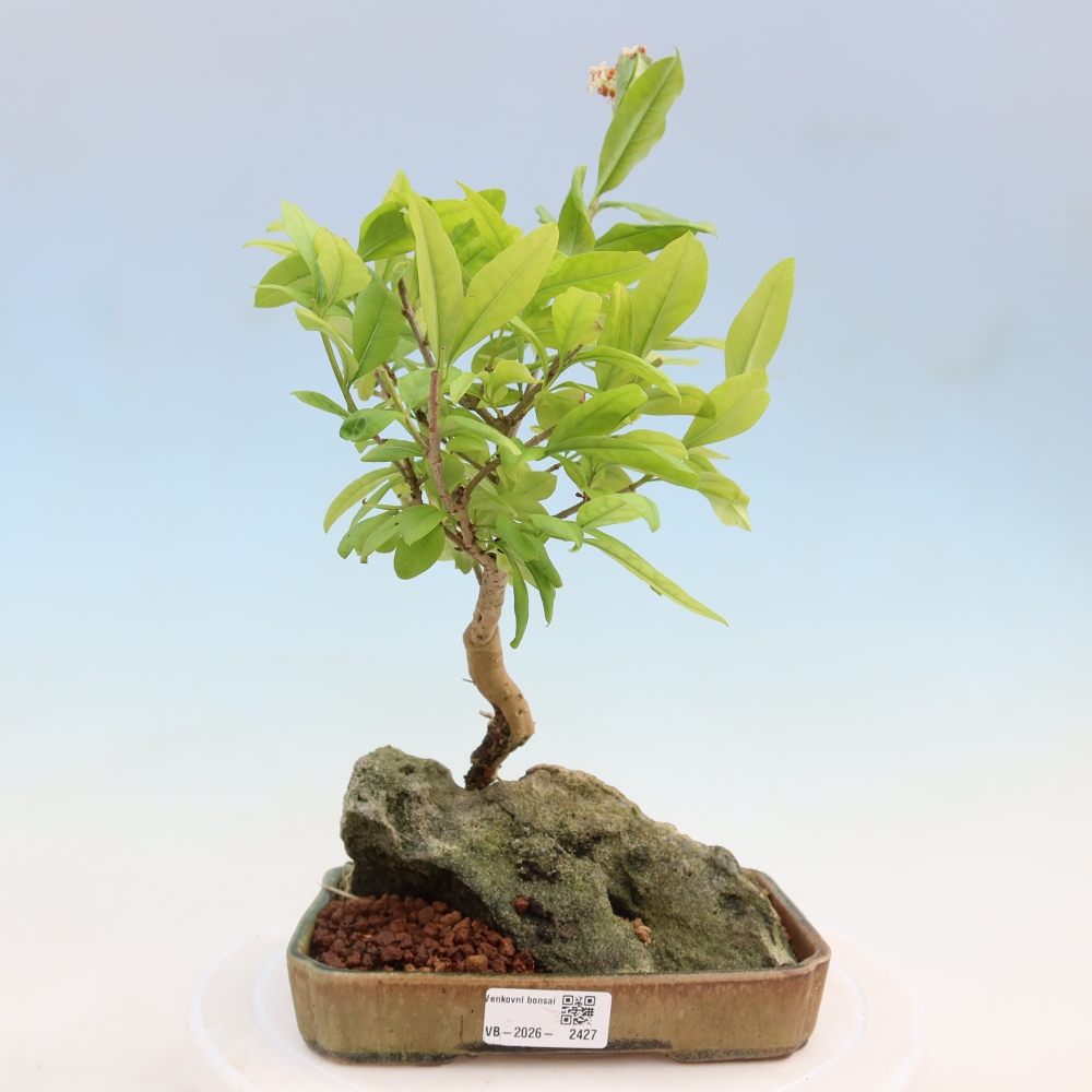 Kültéri bonsai - Ligustrum vulgare - Madárcsőr