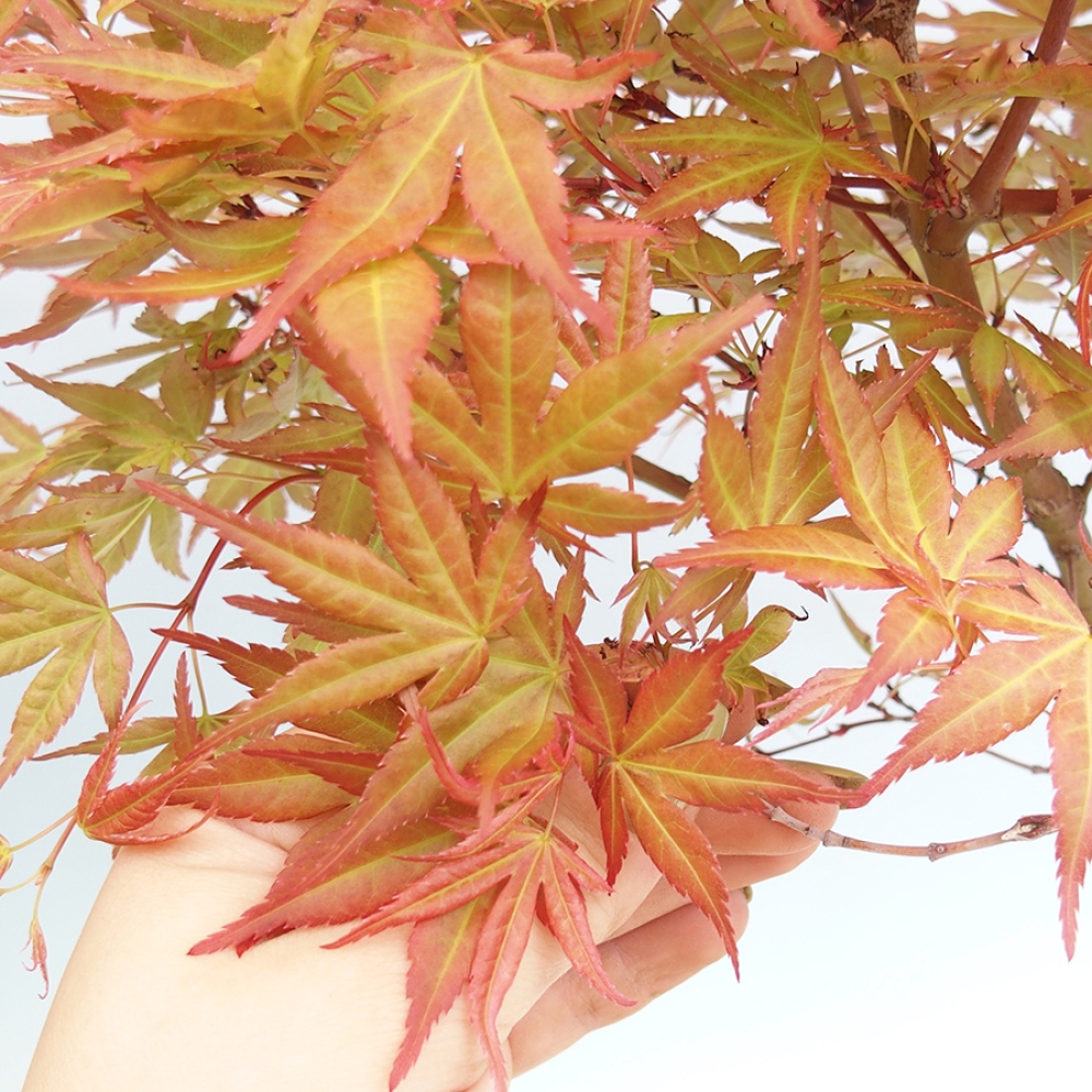Kültéri bonsai - Acer palmatum Beni Tsukasa Beni Tsukasa konténerben