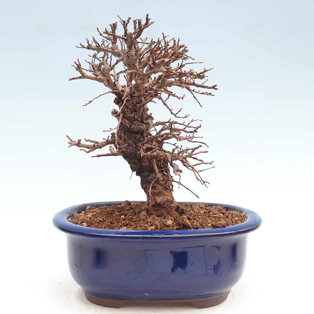 Kültéri bonsai - Zelkova - Zelkova NIRE