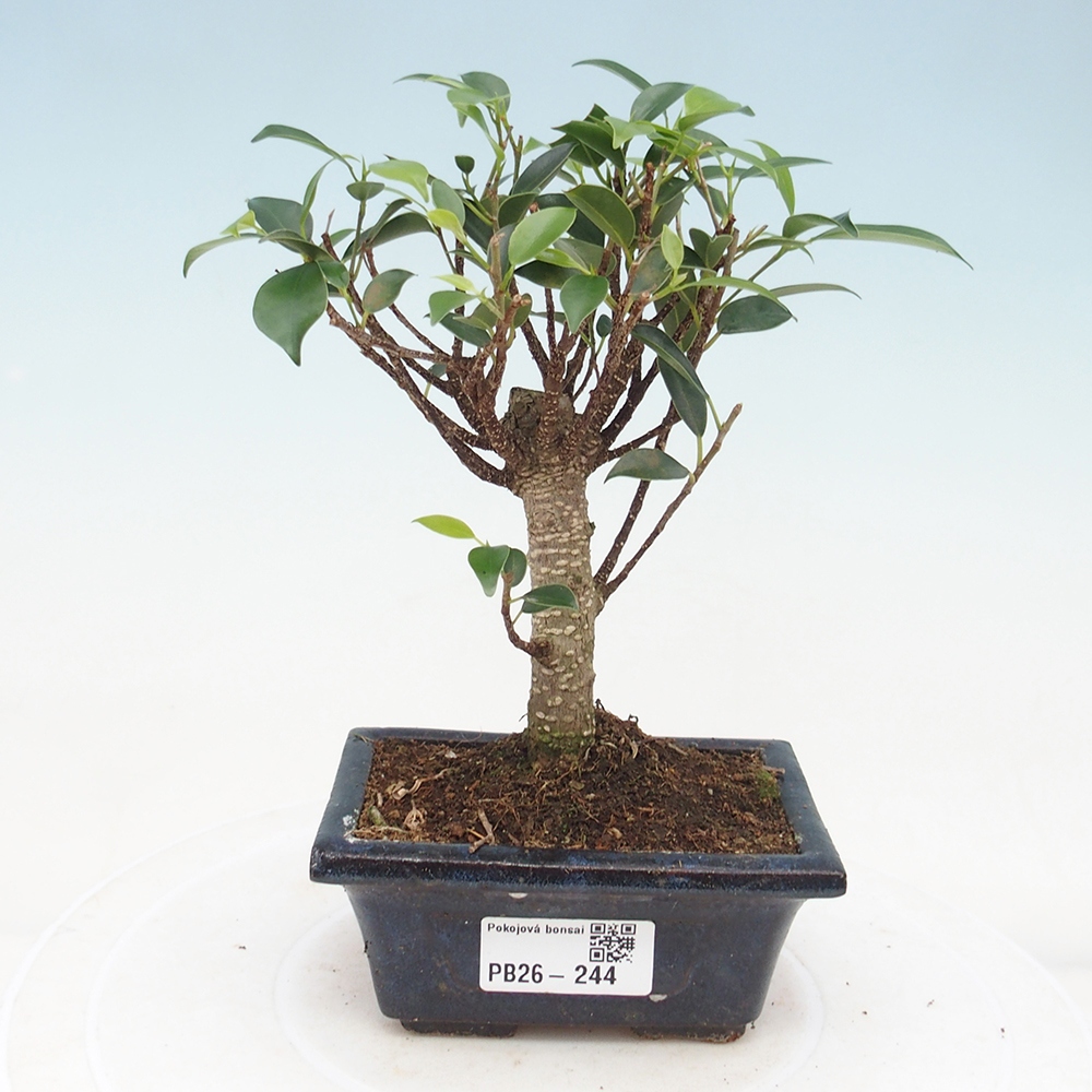 Szoba bonsai Ficus retusa kimmen