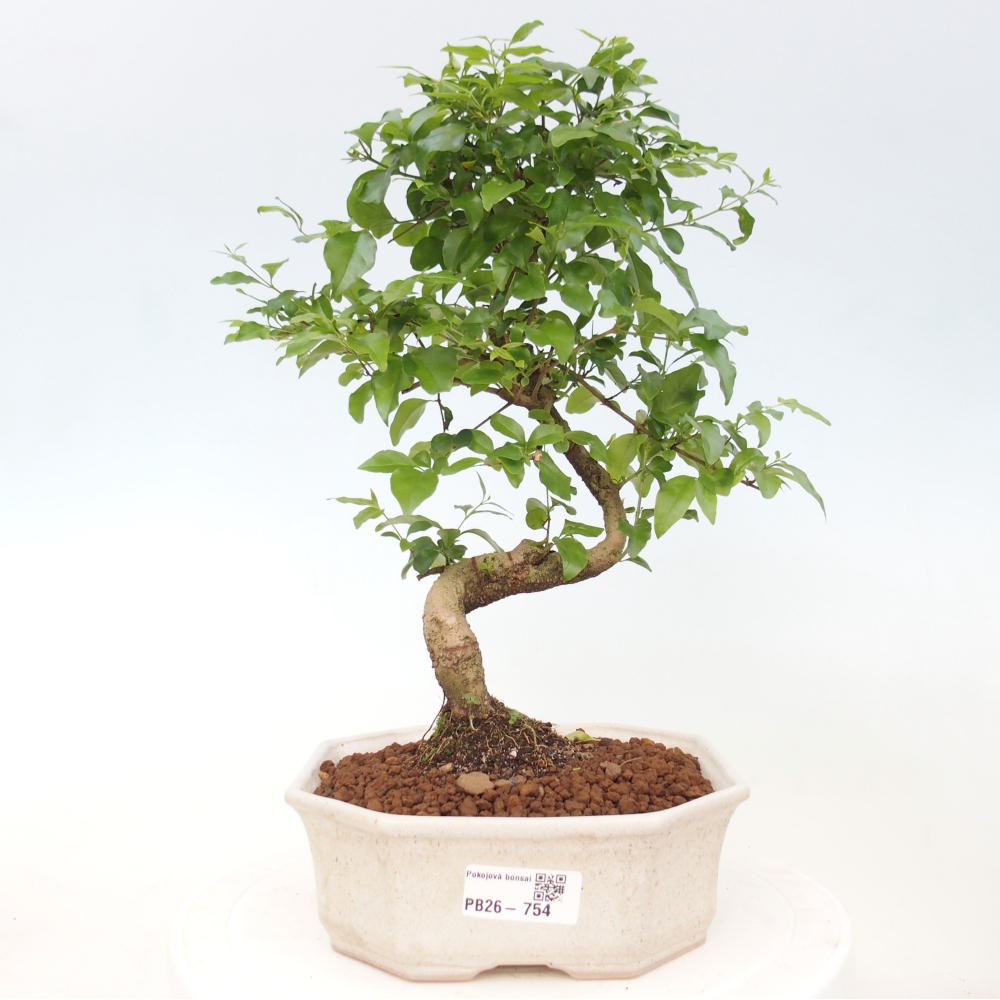 Szobai bonsai -Ligustrum chinensis - Madárcsőr