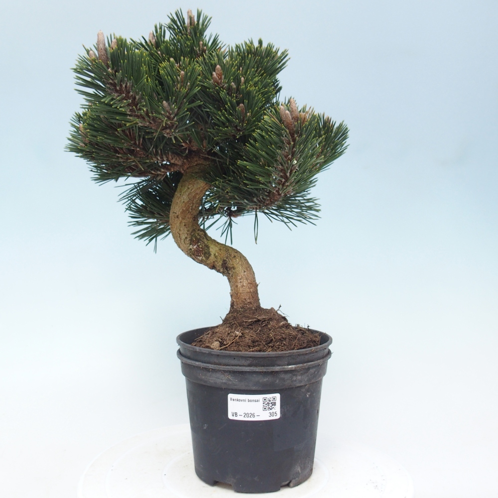 Kültéri bonsai - Pinus thunbergii senjyumaru - Thunberg fenyő