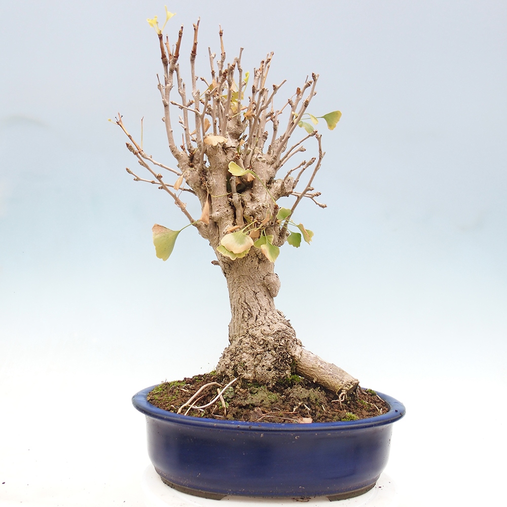 Kültéri bonsai - Ginkgo biloba - Ginkgo biloba