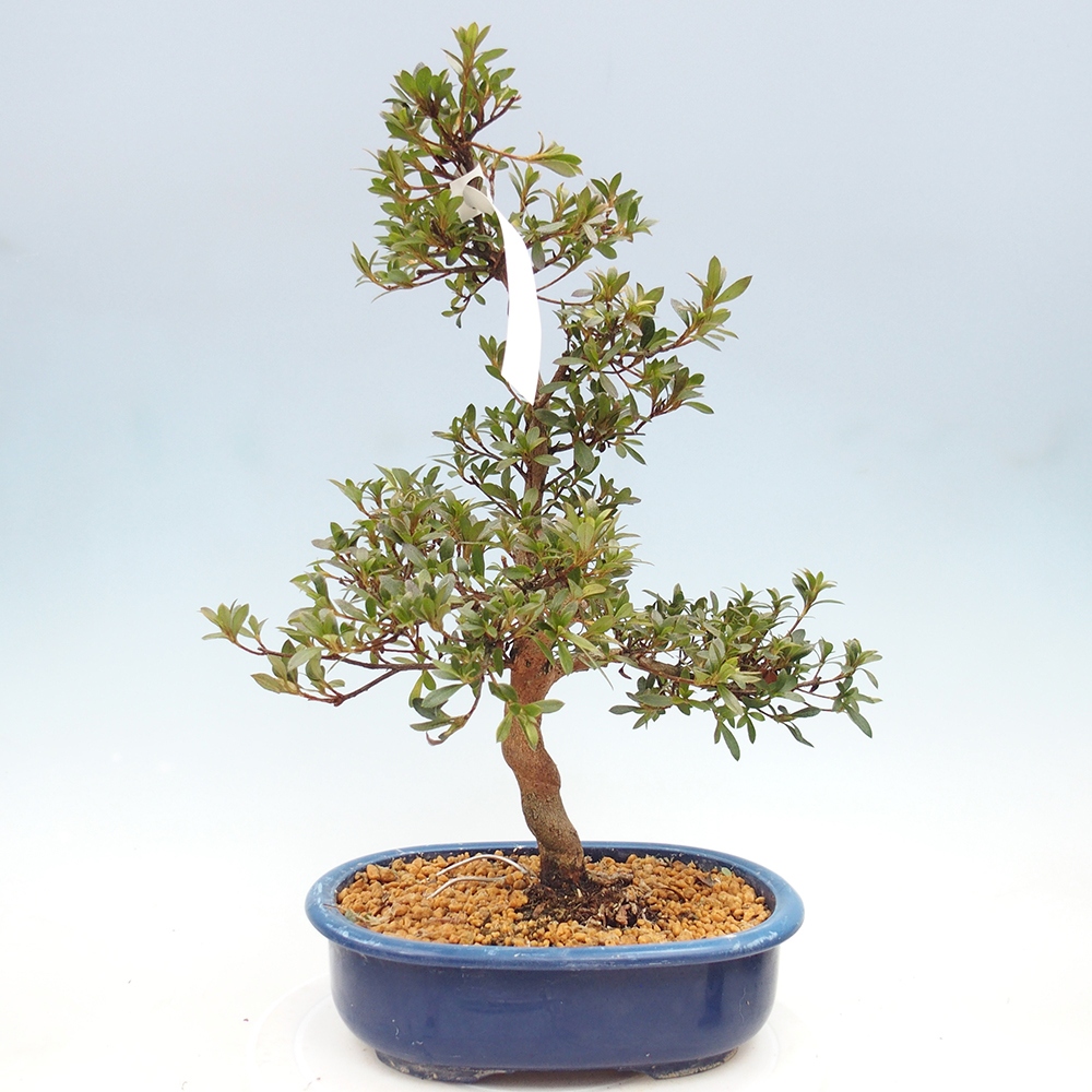 Kültéri bonsai - Japán azálea - Azalea Reiko