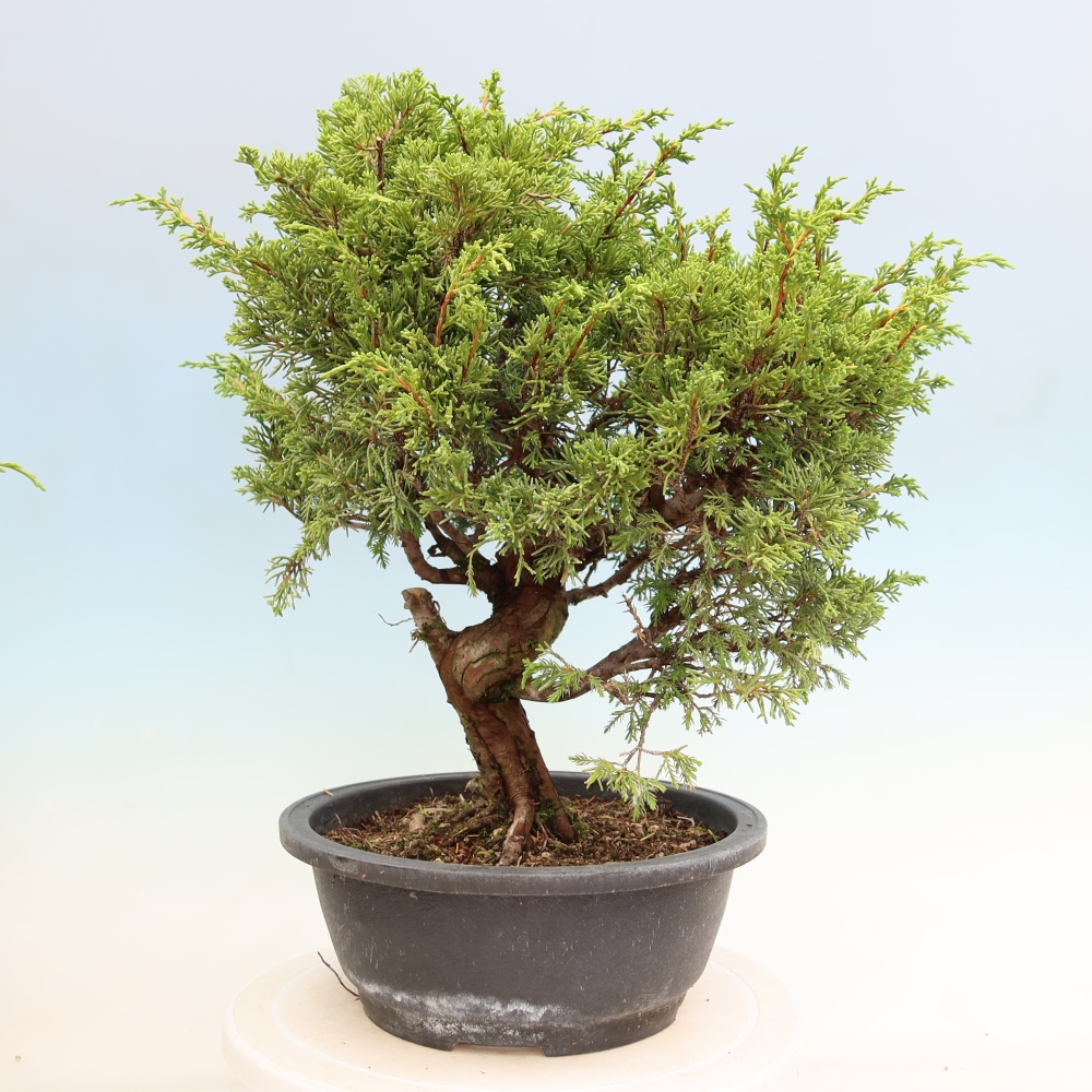Kültéri bonsai - Juniperus chinensis Itoigawa-Juniperus chinensis