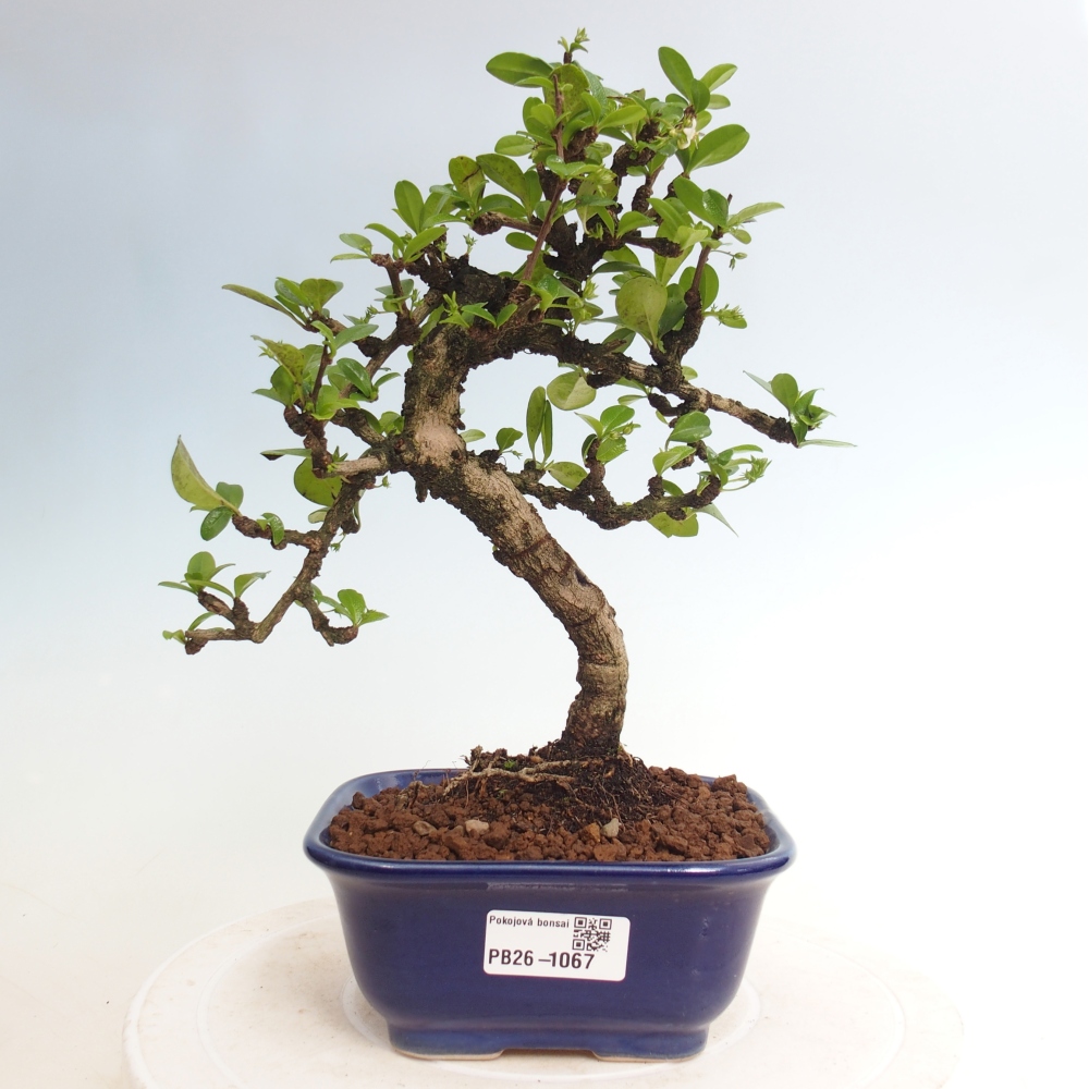 Szobai bonsai - Carmona macrophylla - Tea fuki