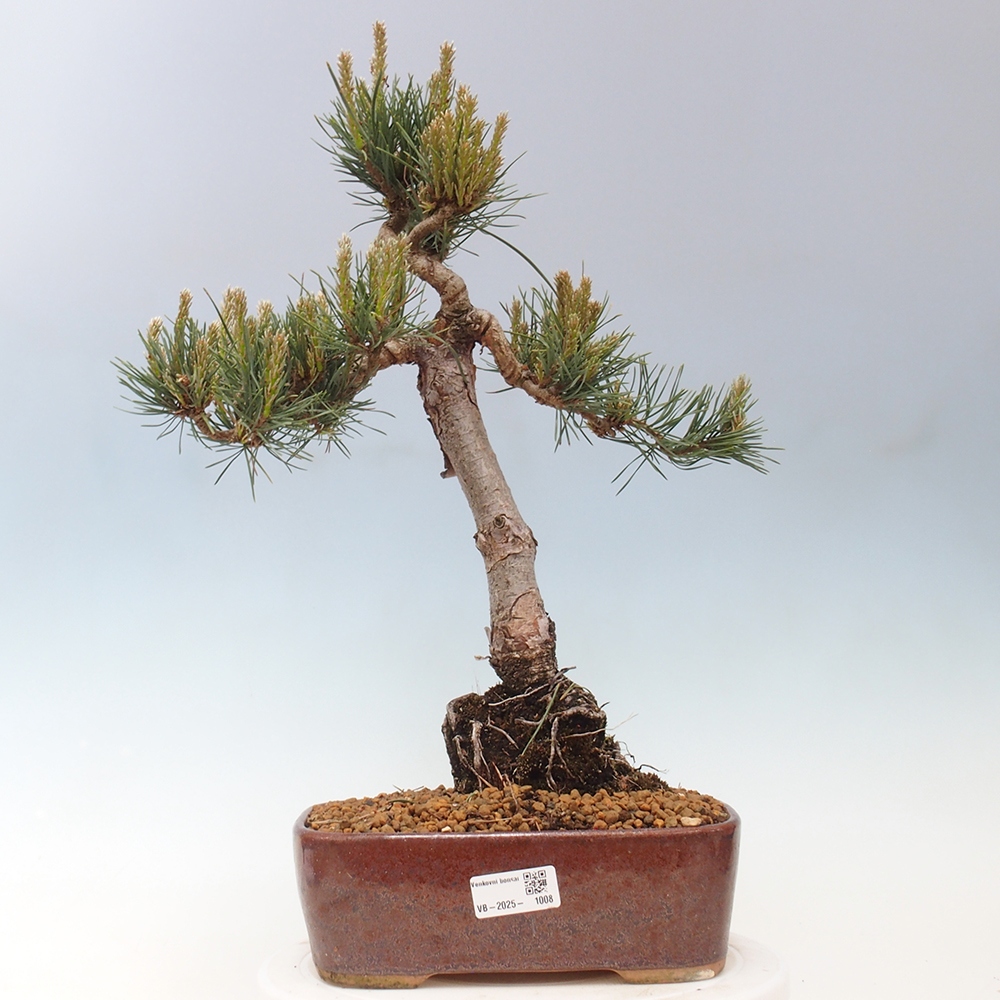 Kültéri bonsai - Pinus Sylvestris Watererri - erdeifenyő