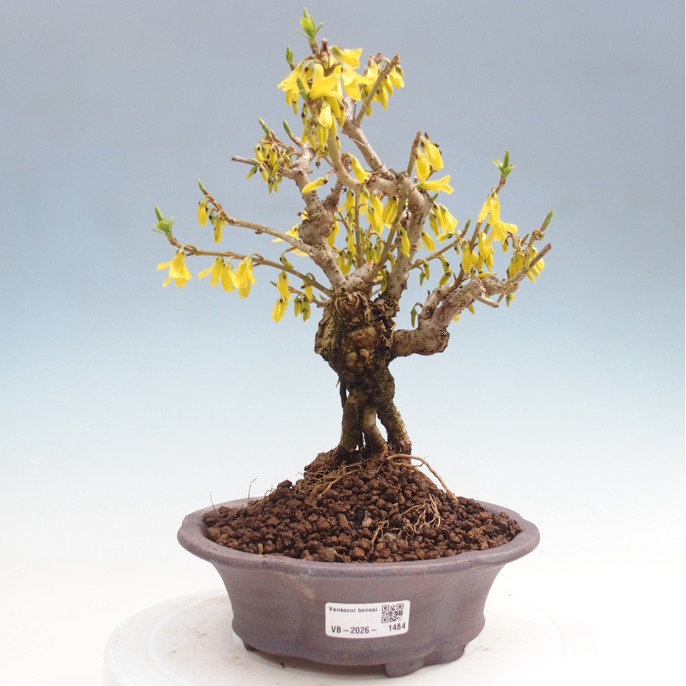 Kültéri bonsai - Zlatice - Forsythia koreana