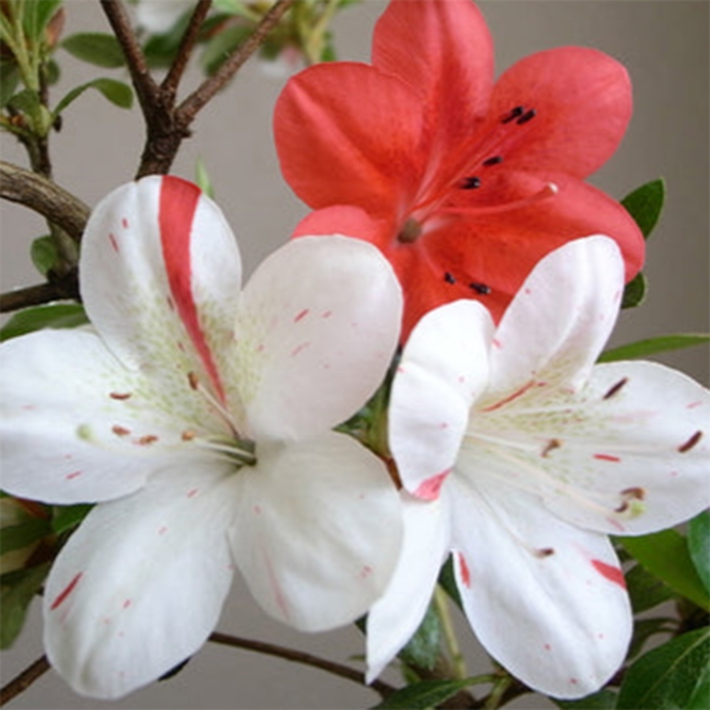 Kültéri bonsai - Japán azálea - Azalea Kisshoten