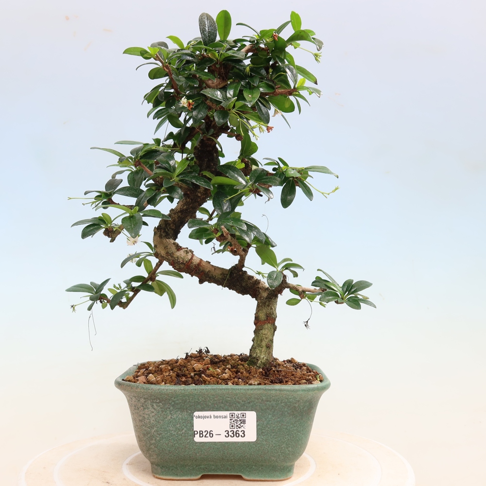 Szobai bonsai - Carmona macrophylla - Tea fuki