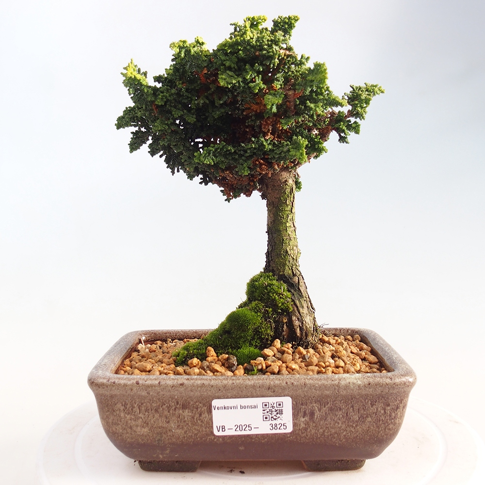 Kültéri bonsai - Cham. obtusa SEKKA HINOKI - Cifra ciprus
