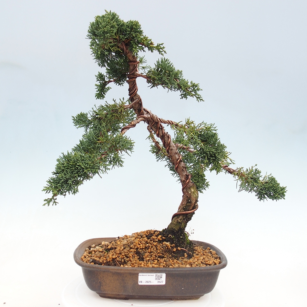 Kültéri bonsai - Juniperus chinensis Kishu