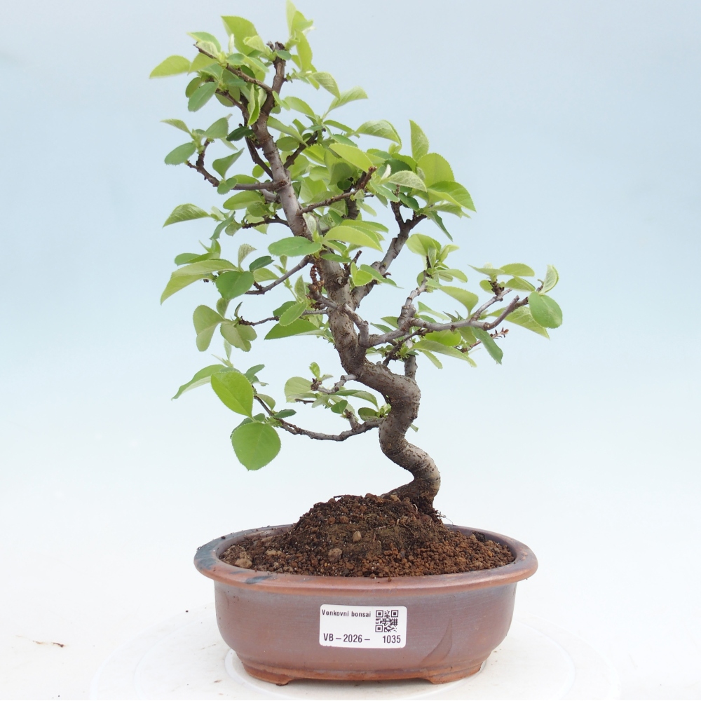 Kültéri bonsai - Chaneomeles chinensis