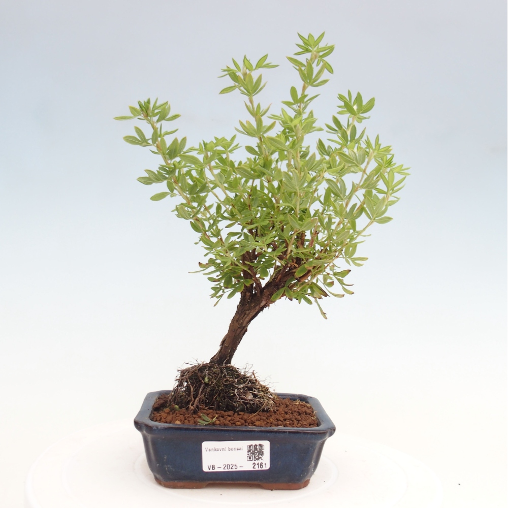 Kültéri bonsai - Potentila fruticosa sárga Bird