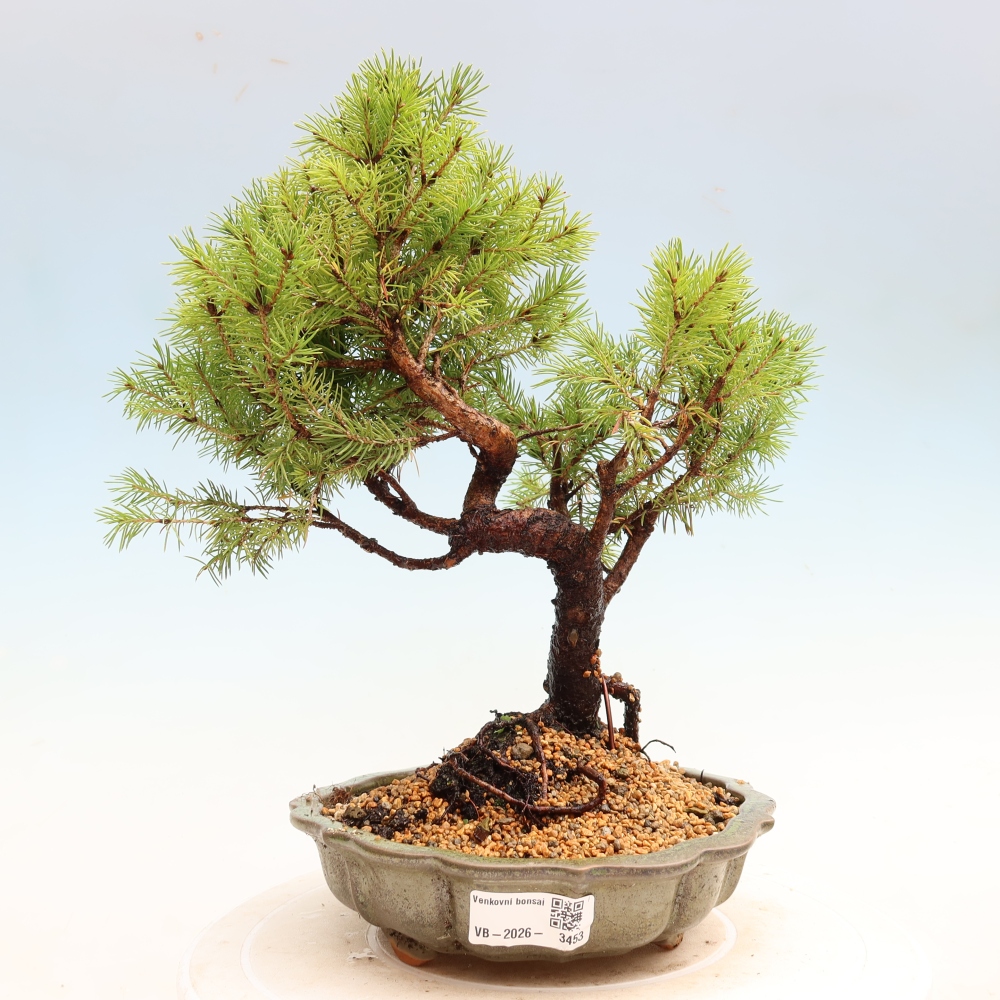 Kültéri bonsai – Szürke lucfenyő – Picea glauca globe