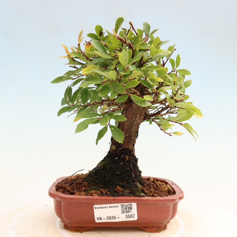 Kültéri bonsai - Zelkova - Zelkova NIRE