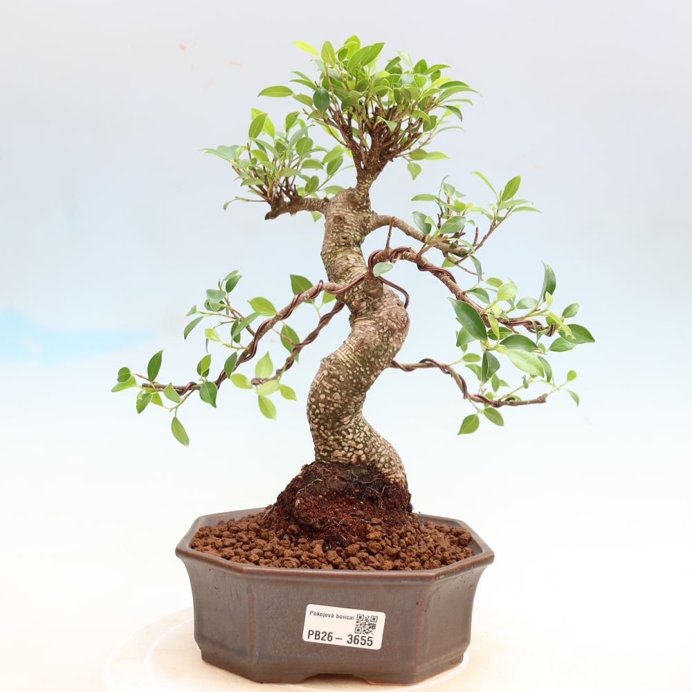 Szobai bonsai - Ficus kimmen - kislevelű fikusz