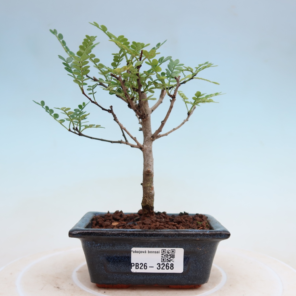 Szobai bonsai - Zantoxylum piperitum - borsfa