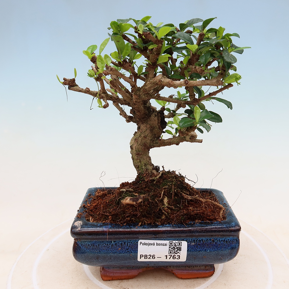 Szobai bonsai - Carmona macrophylla - Tea fuki