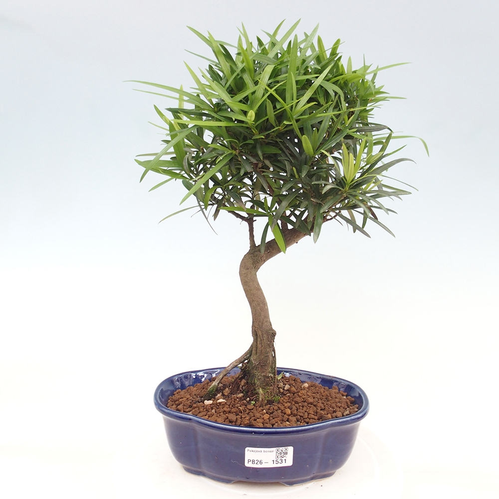 Szobai bonsai - Podocarpus - Kőtiszafa
