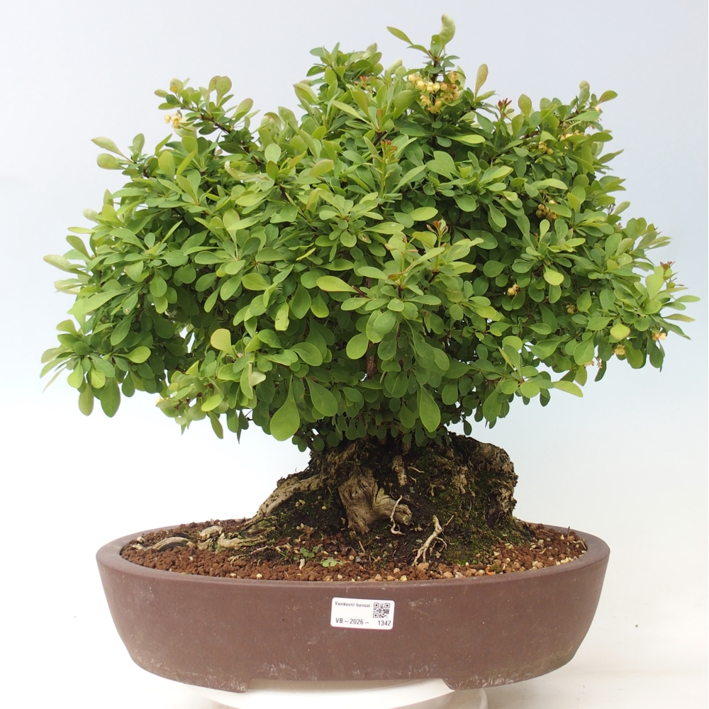 Kültéri bonsai - Borbolya - Berberis thunbergii atropurpurea