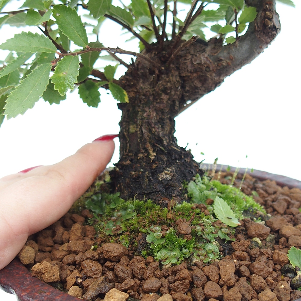 Kültéri bonsai - Zelkova - Zelkova NIRE