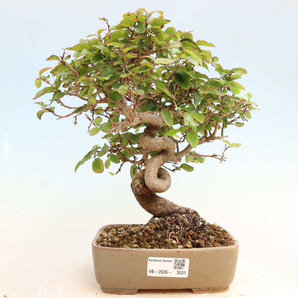 Kültéri bonsai -Carpinus CARPINOIDES - Koreai gyertyánfa