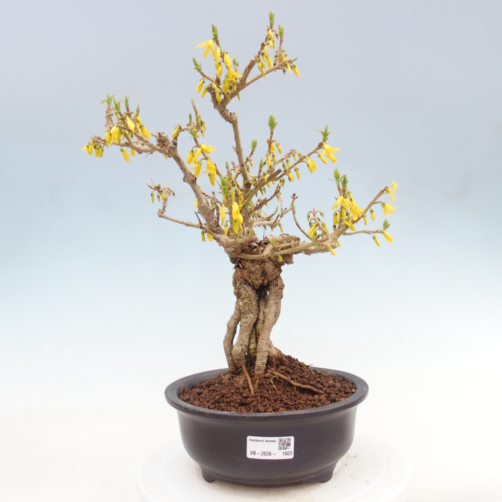 Kültéri bonsai - Zlatice - Forsythia koreana