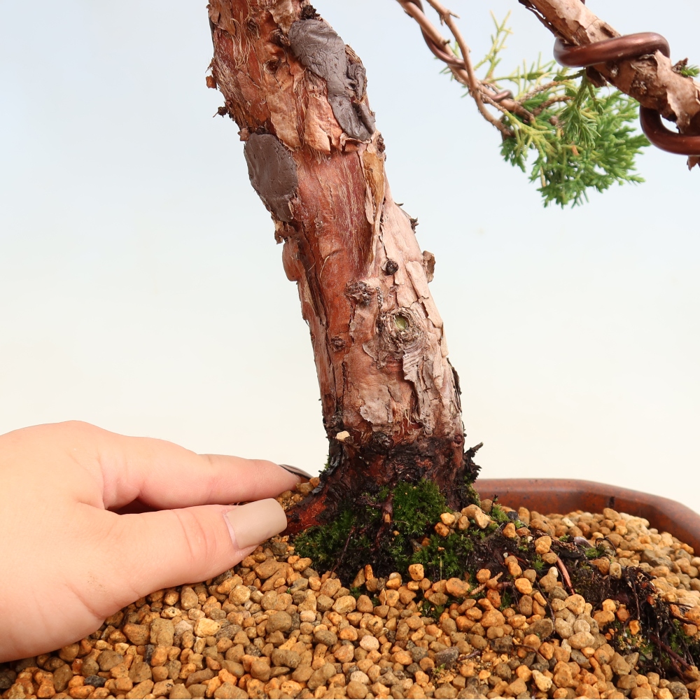 Kültéri bonsai - Juniperus chinensis Kishu