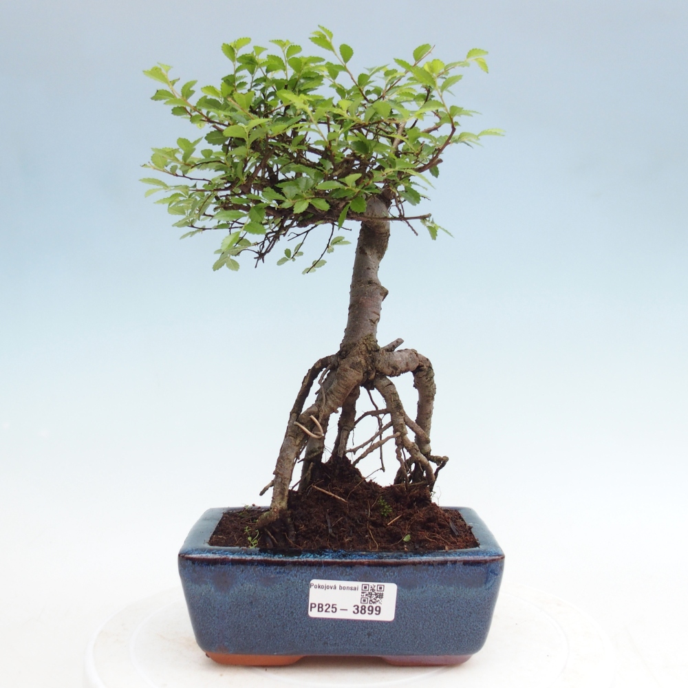 Szobai bonsai - Ulmus parvifolia - Kislevelű szilfa