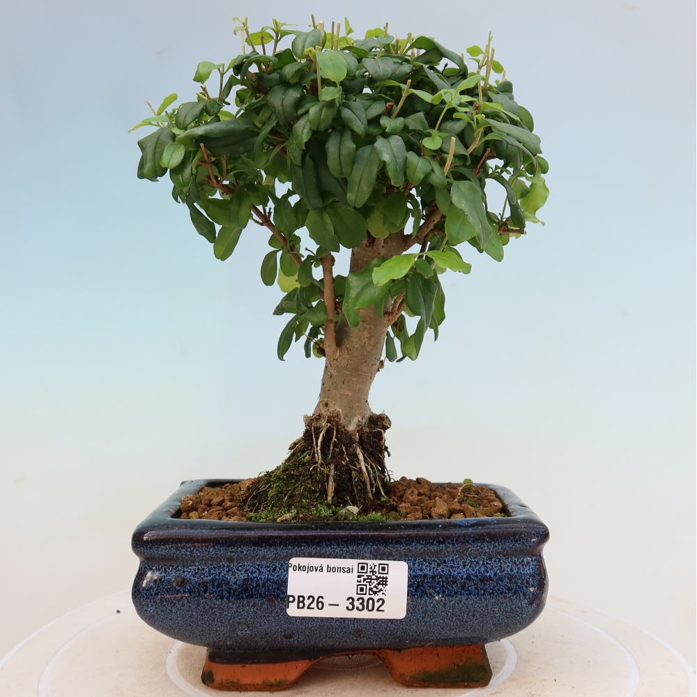 Szobai bonsai -Ligustrum chinensis - Madárcsőr