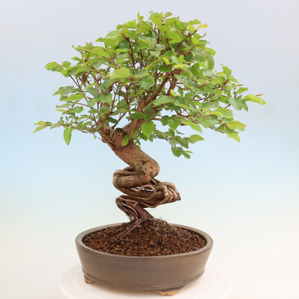 Kültéri bonsai -Carpinus Coreana - Koreai gyertyánfa