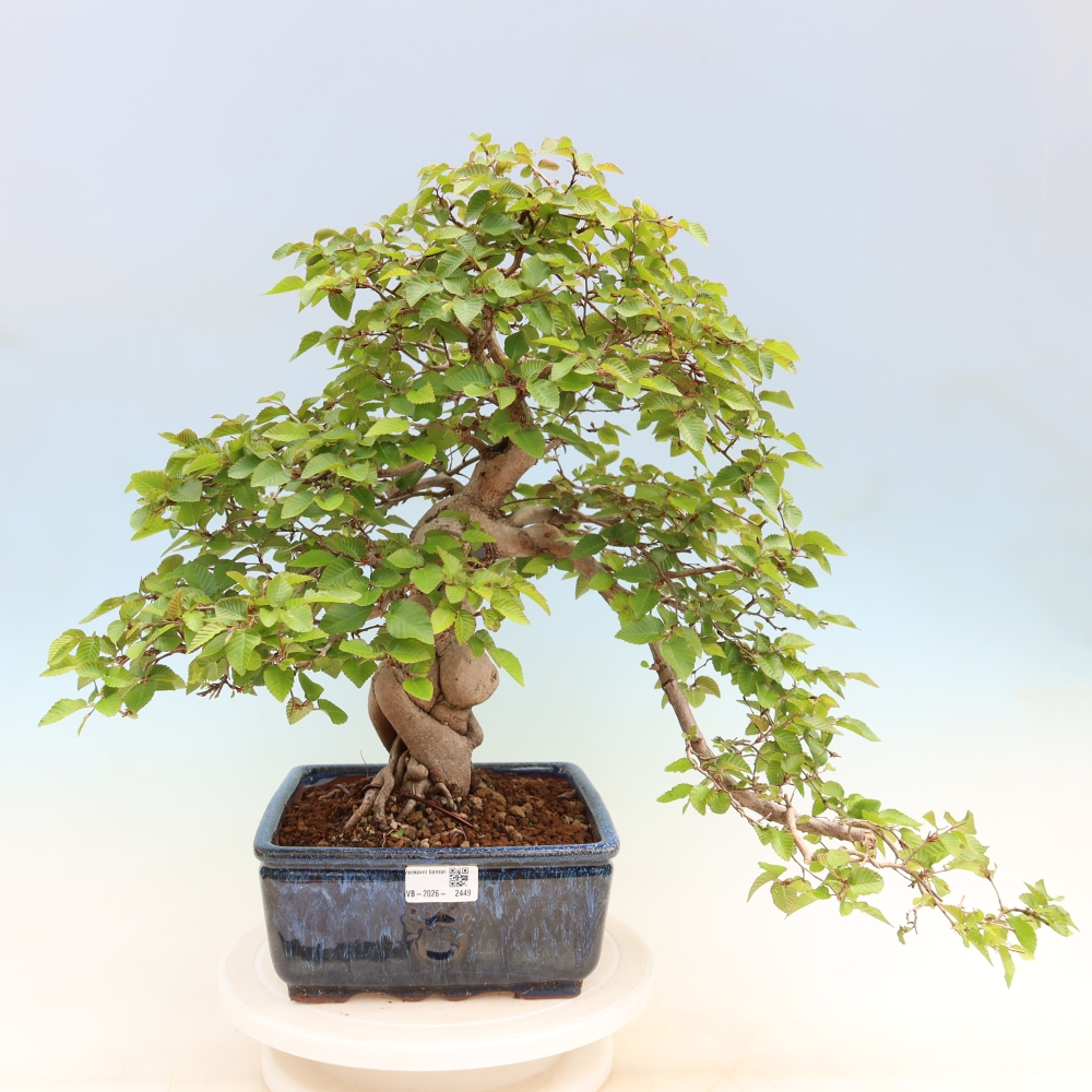Kültéri bonsai -Carpinus Coreana - Koreai gyertyánfa