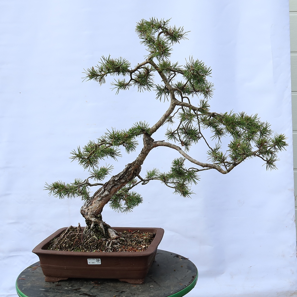 Pinus sylvestris Spanyolország – erdei fenyő