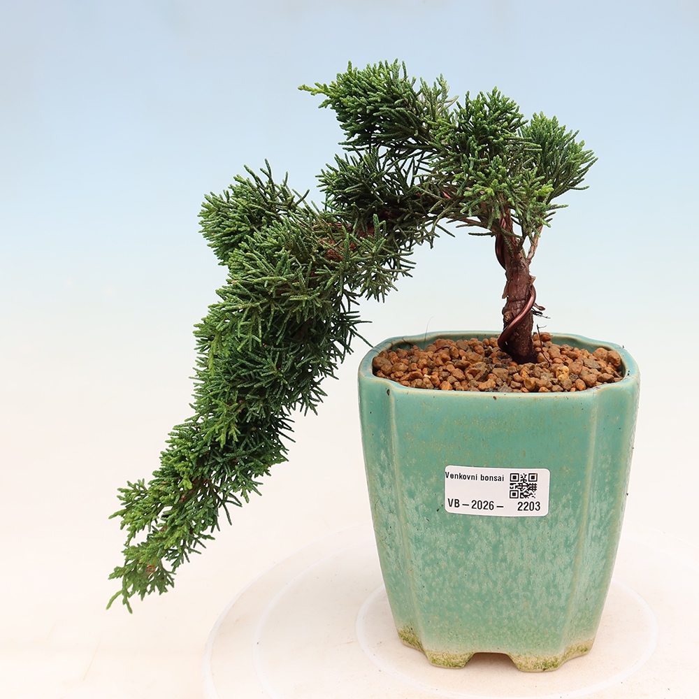 Kültéri bonsai - Juniperus chinensis Kishu