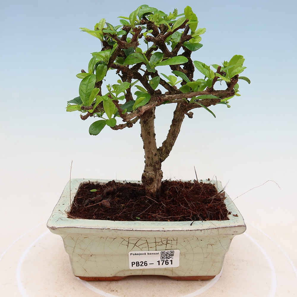 Szobai bonsai - Carmona macrophylla - Tea fuki