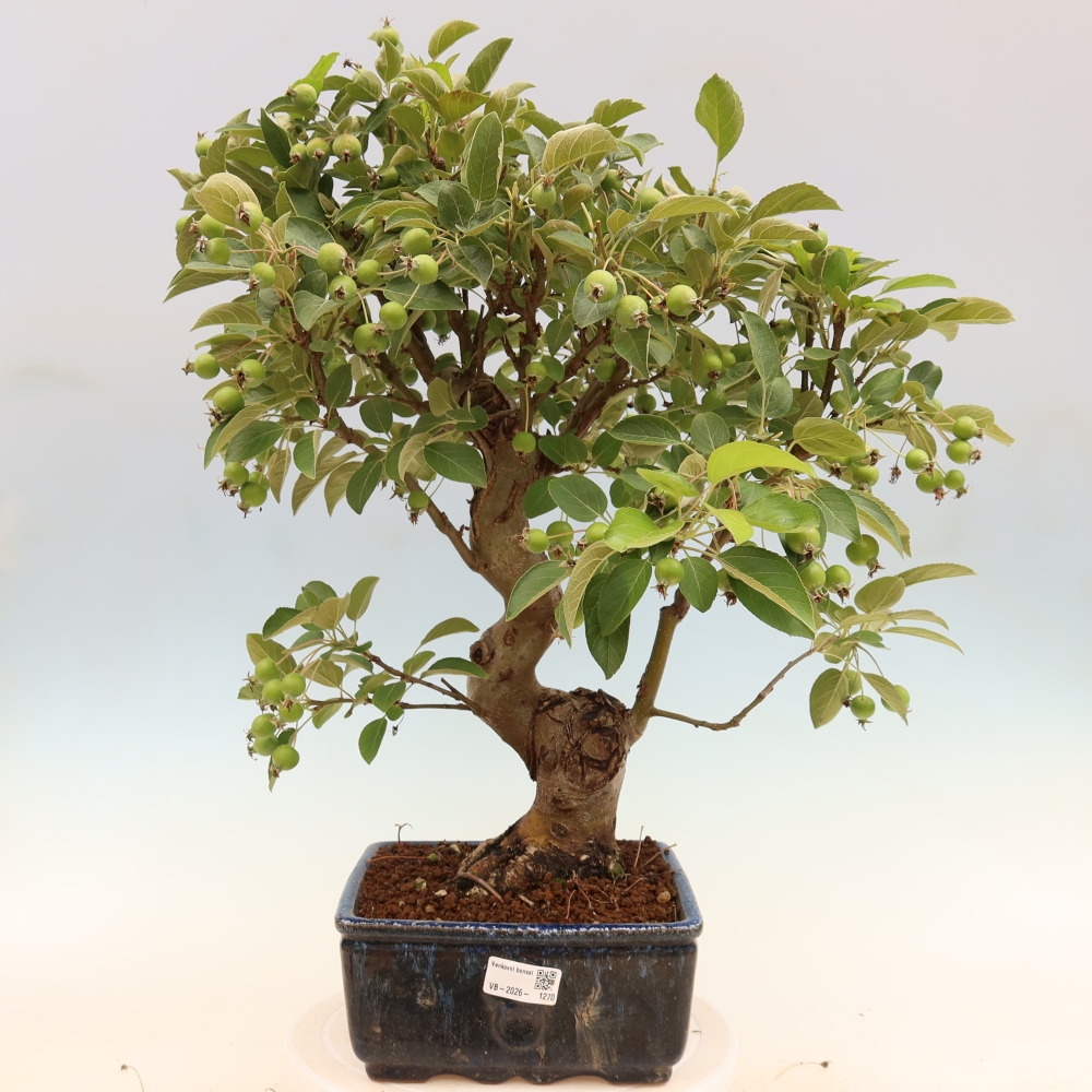 Kültéri bonsai -Malus halliana - Kis gyümölcsű almafa